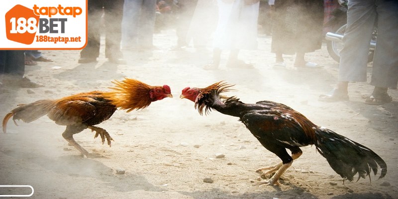 Cách chơi đá gà cựa sắt trên nền tảng online dễ hiểu, dễ nắm bắt