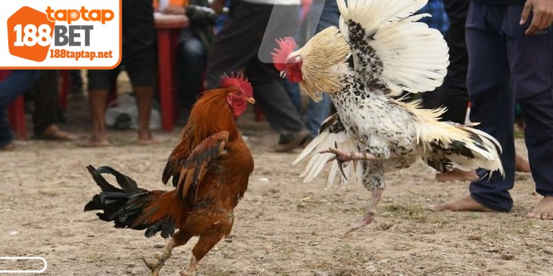 Để đặt cược hiệu quả, bạn cần phân tích các dữ liệu về chiến kê