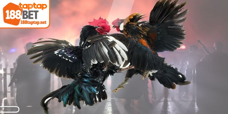 Cách đá gà mạng luôn thắng được chuyên gia tổng hợp chi tiết