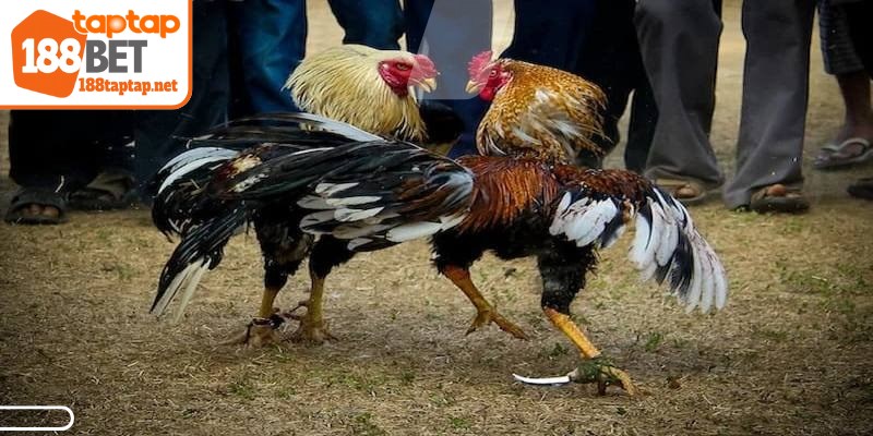 Gà tre là giống gà có kích thước khiêm tốn nhưng rất mạnh mẽ