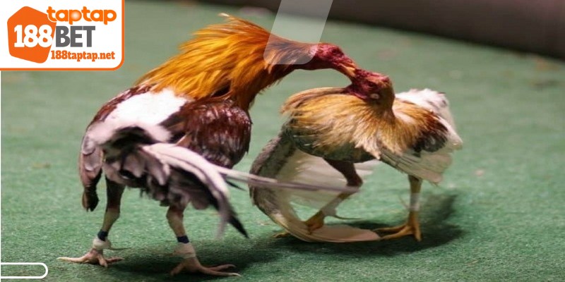 Đá gà Thomo đã trở thành một địa điểm so tài quen thuộc