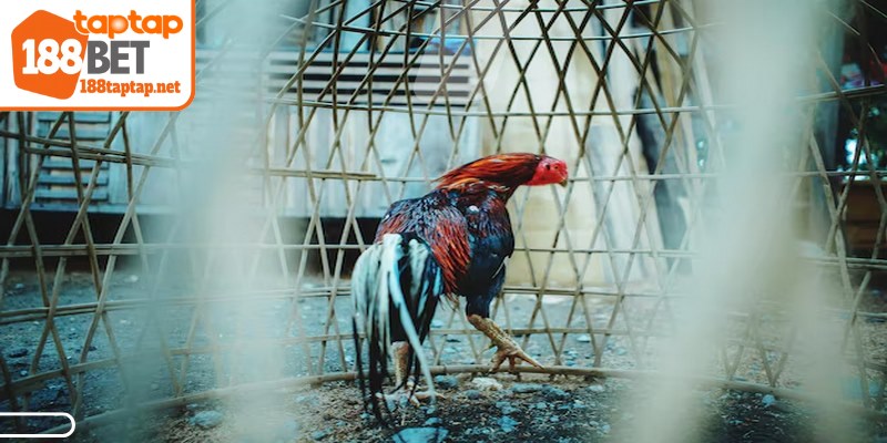 Lời khuyên từ giới chuyên môn là nên tránh đặt cược gà yếu