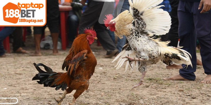 Người chơi cần nắm vững những yếu tố cốt lõi ảnh hưởng đến kết quả