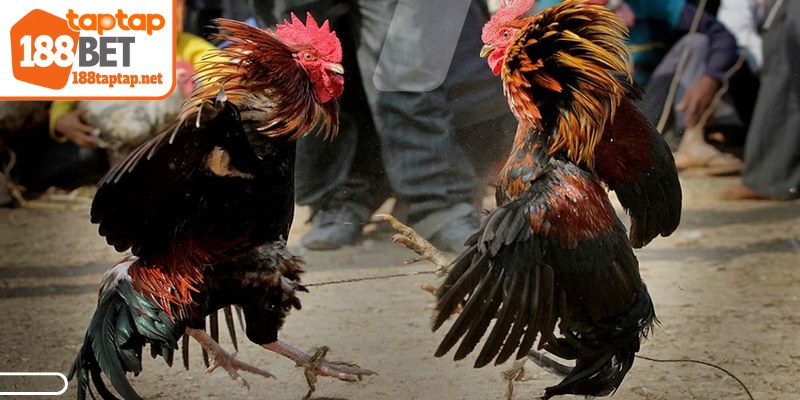 Đá gà trực tiếp casino tạo nên cơn sốt mạnh mẽ trên thị trường