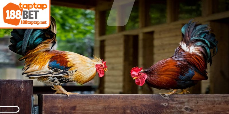 Các từ ngữ chuyên ngành chăm sóc chiến kê được giải đáp rõ ràng