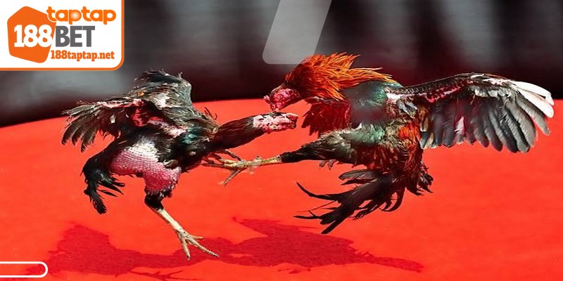 Thuật ngữ trong đá gà có ý nghĩa thiết yếu, tuân thủ quy tắc chung